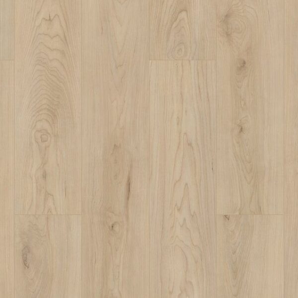 Shoreline Maple